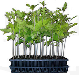 Container Grown Trees for sale - Wholesale and retail.